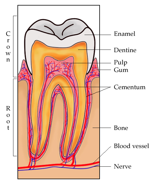 parts of a tooth