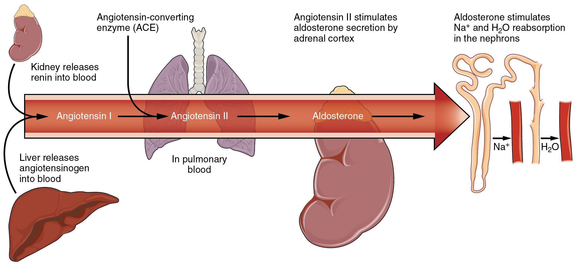 renin angiotensin system how it works