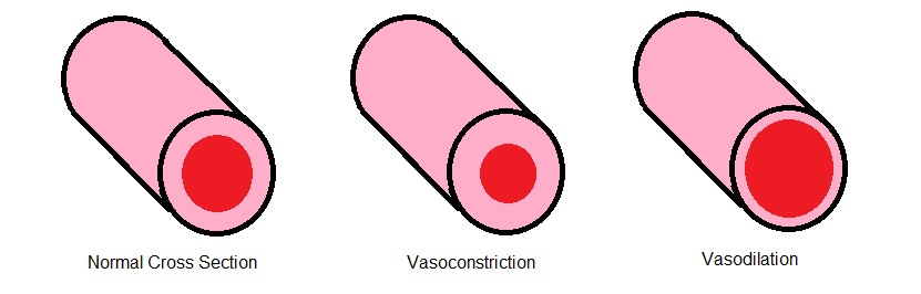 vasodilation of the blood vessels