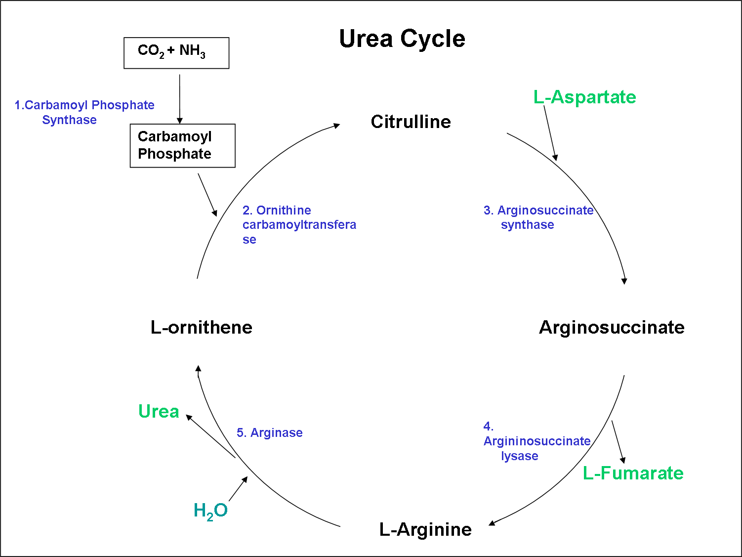 urea cycle