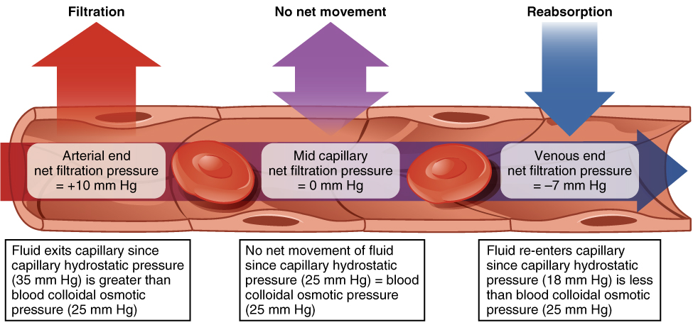 blood filtration, and reabsorption