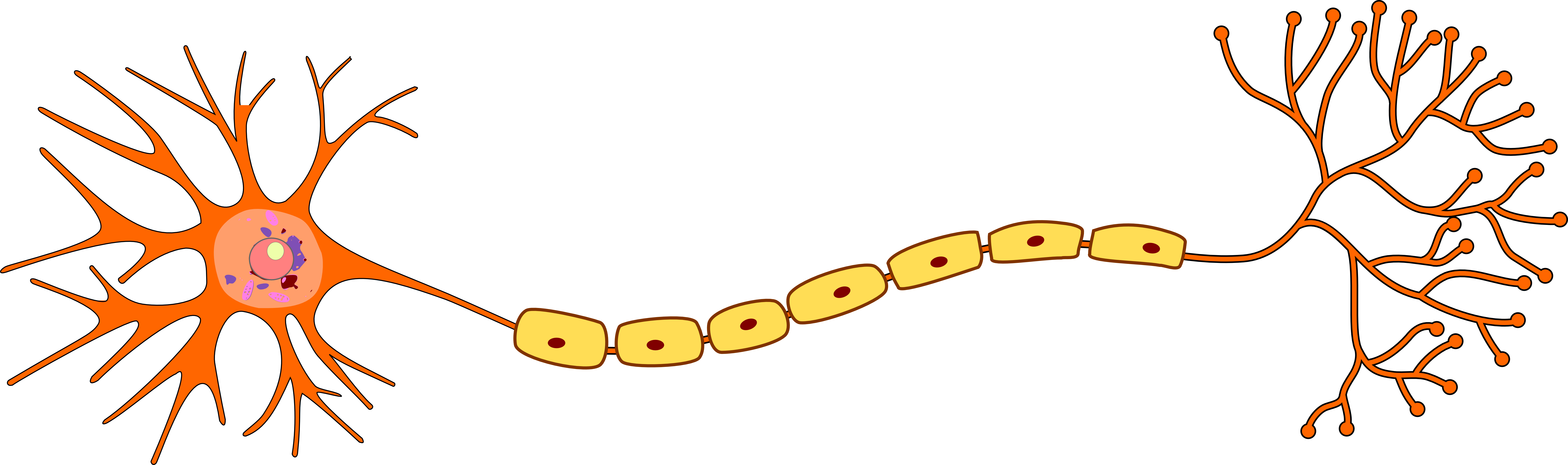 neuron