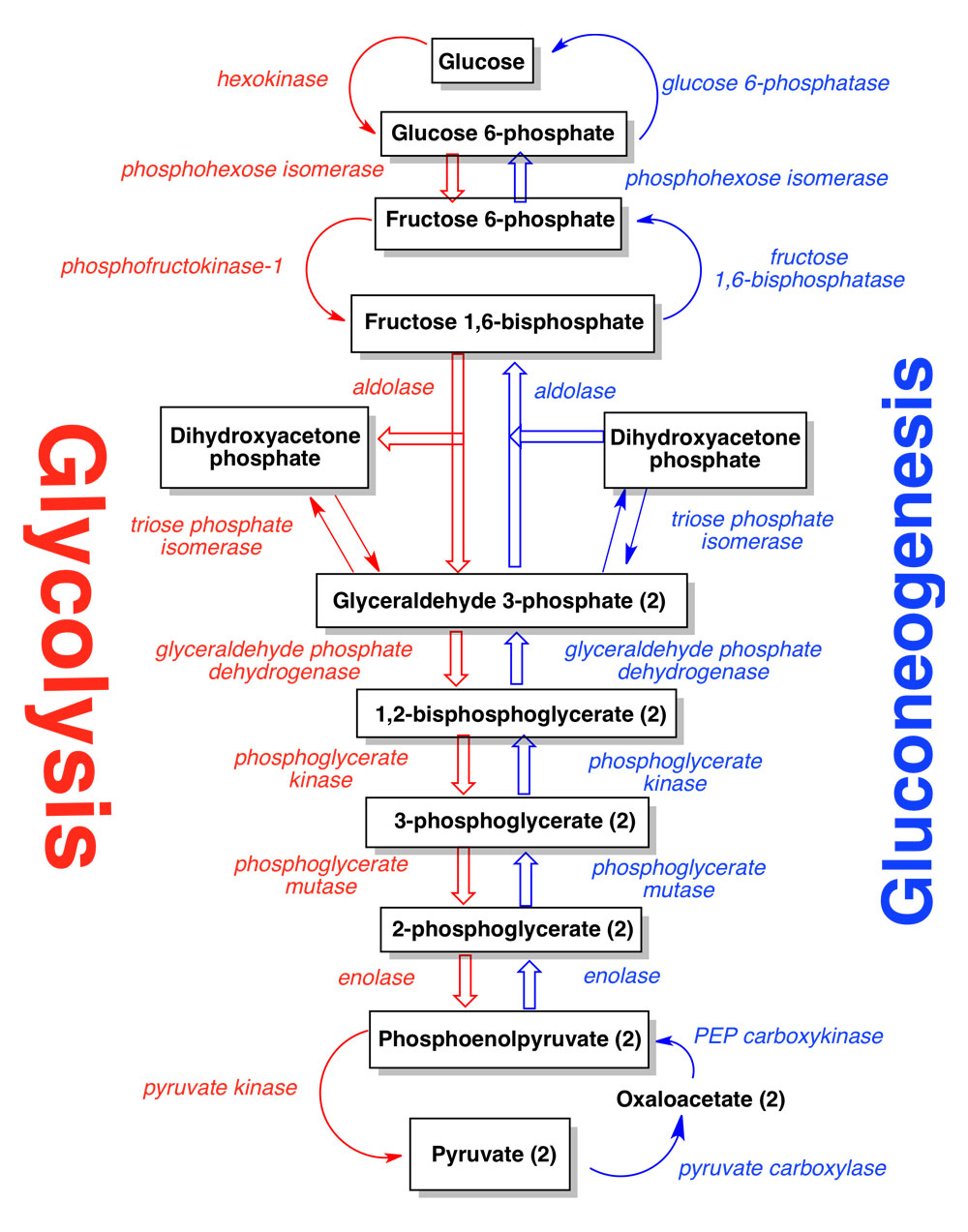 process of gluconeogenesis
