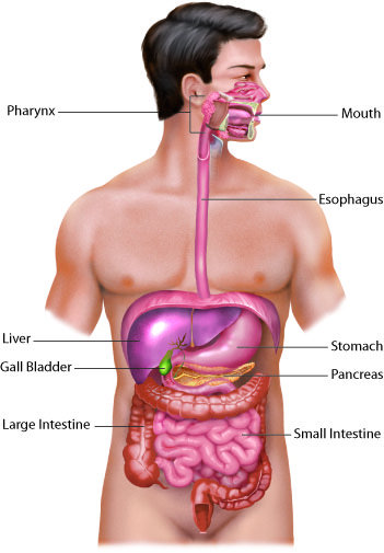 human digestive system
