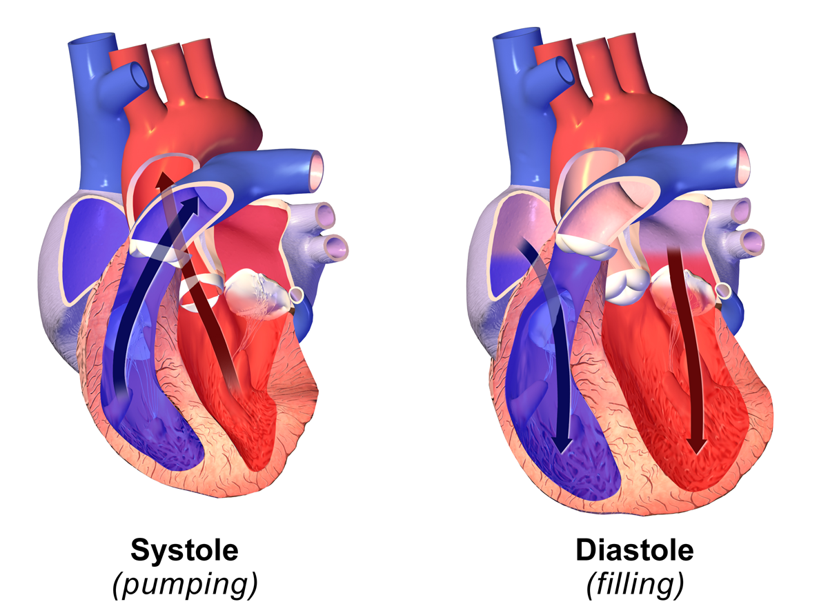 systolic and diastolic blood pumping heart