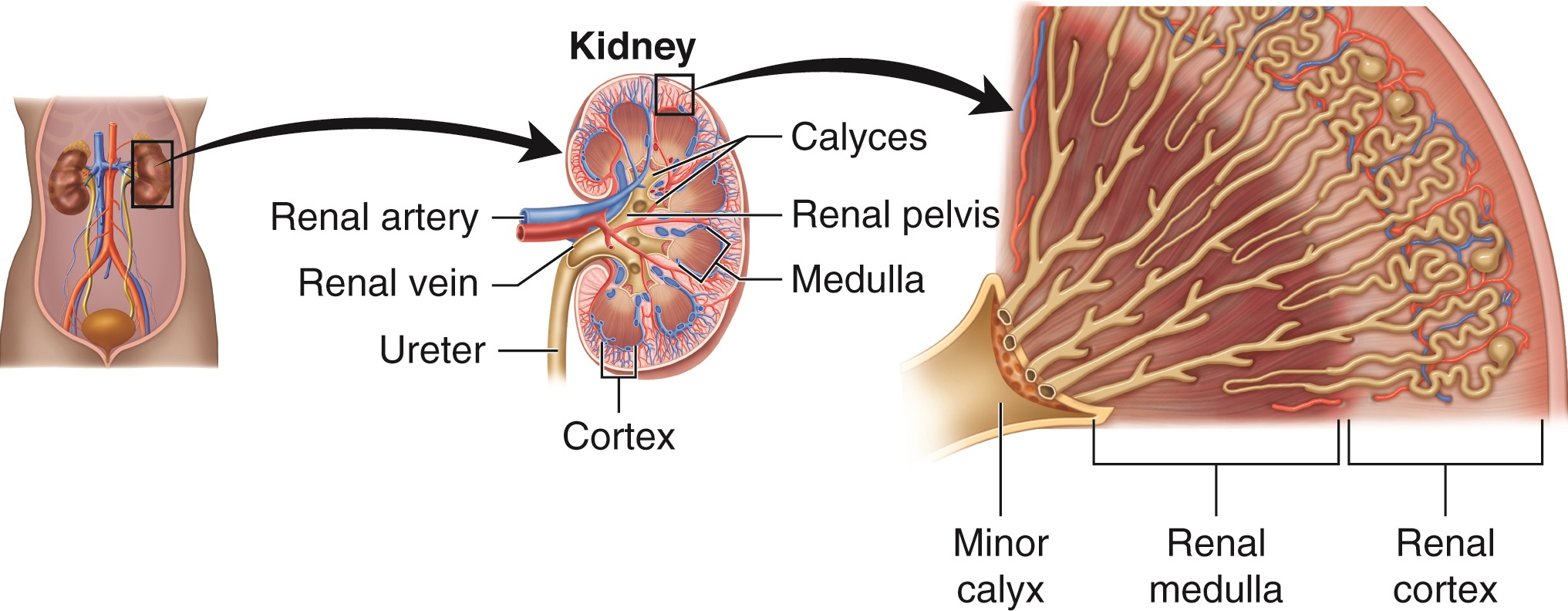 kidney anatomy
