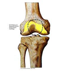 cartilage