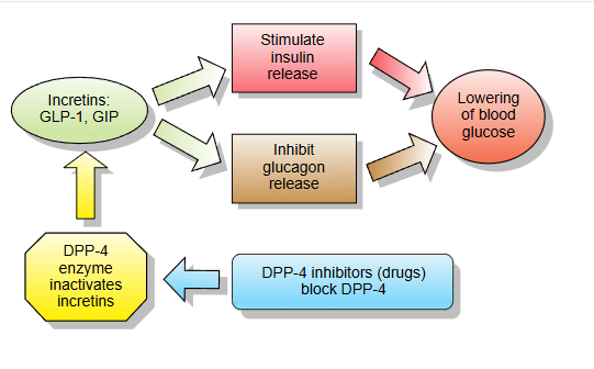 DPP-4 inhibitor how it works