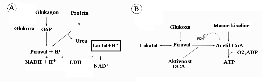 lactic acidosis