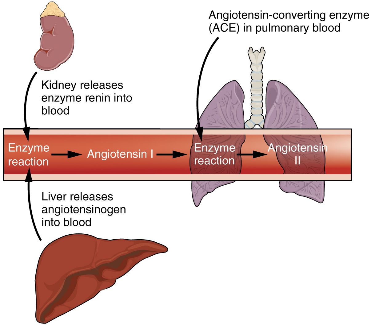 liver enzyme metabolic process
