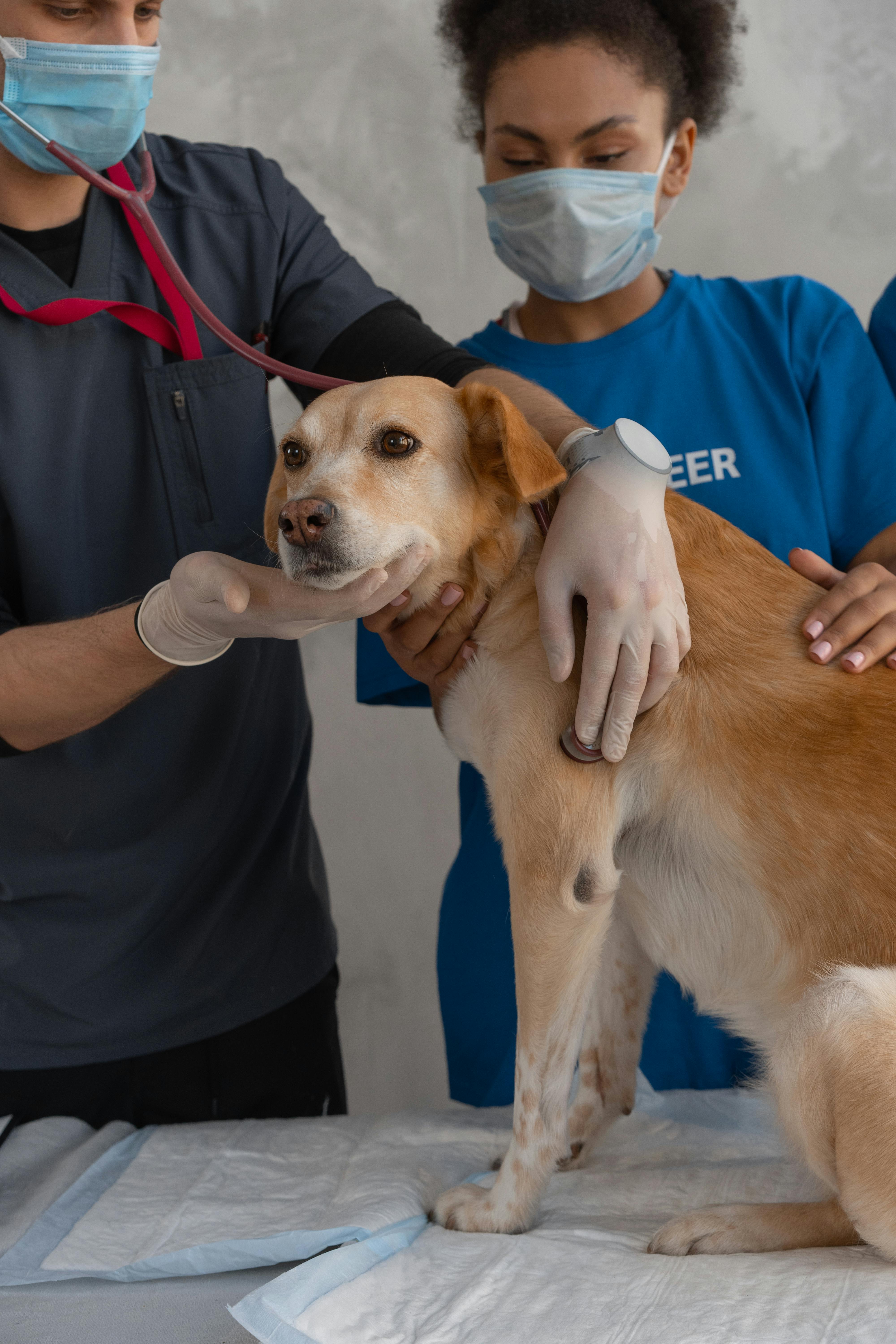 dog with vet