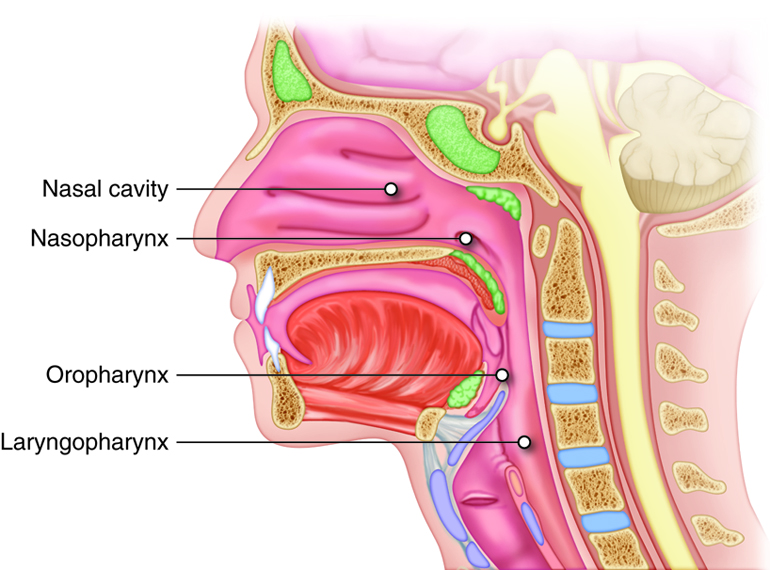 nasal passage in human body