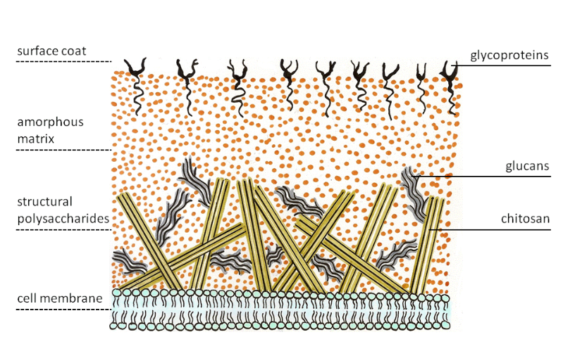 fungal cell membrane