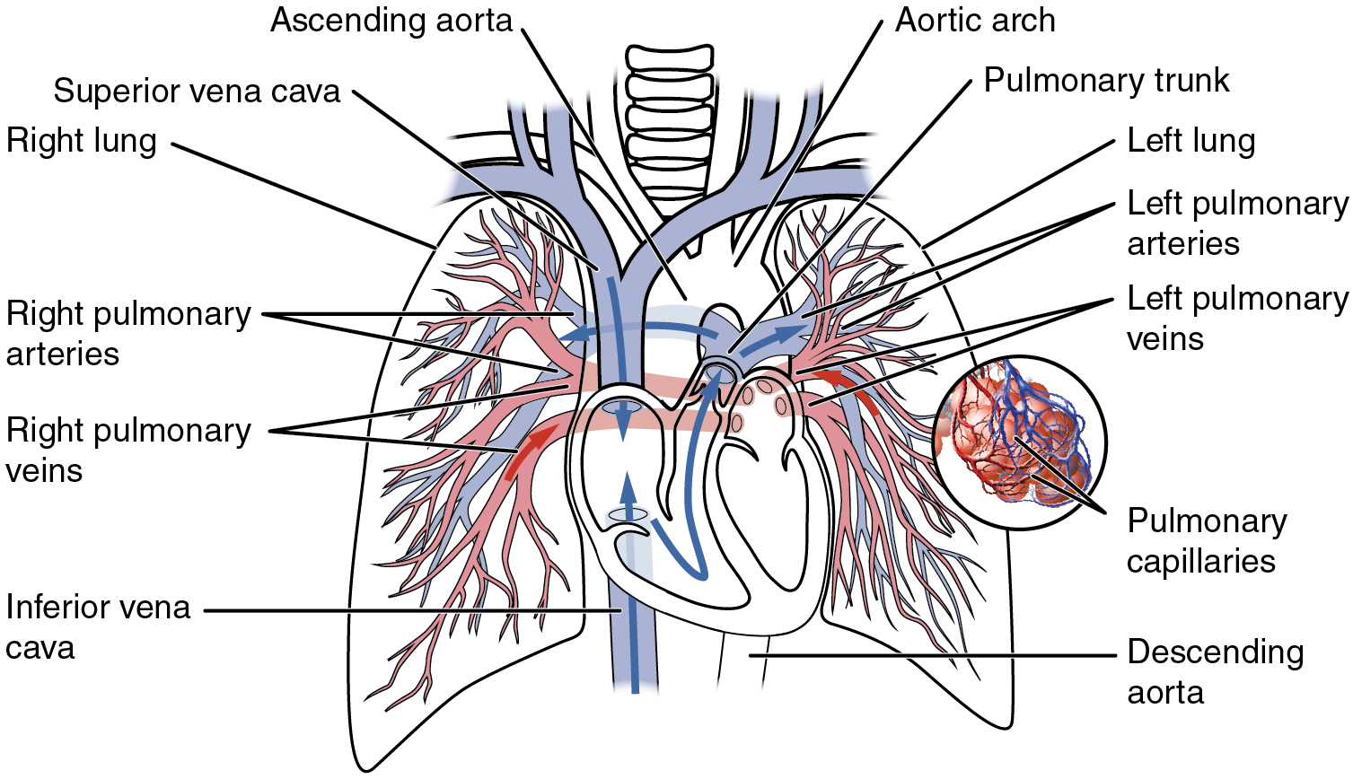 pulmonary circuit