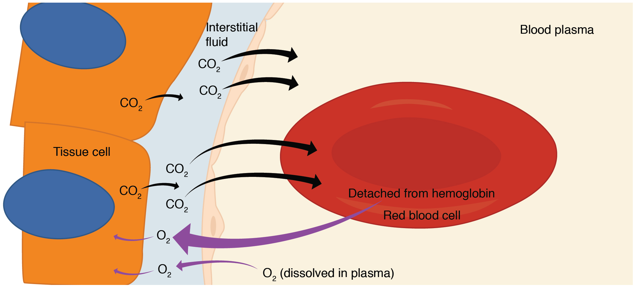 oxygen in the blood vessels exchange
