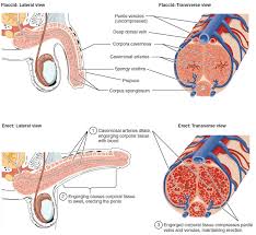 erection anatomy