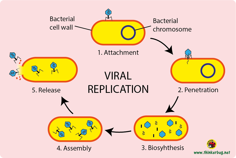 Virus cycle of replication