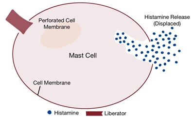 histamine release cycle