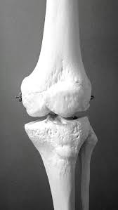 knee bone and joint