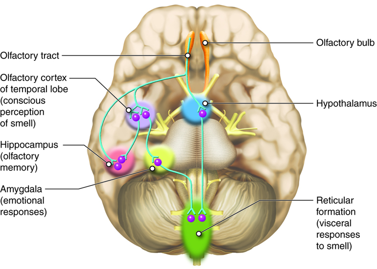 brain anatomical structure