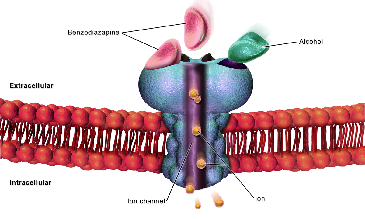 GABA receptor in the human body