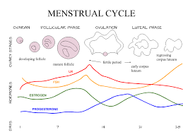 female menstrual cycle