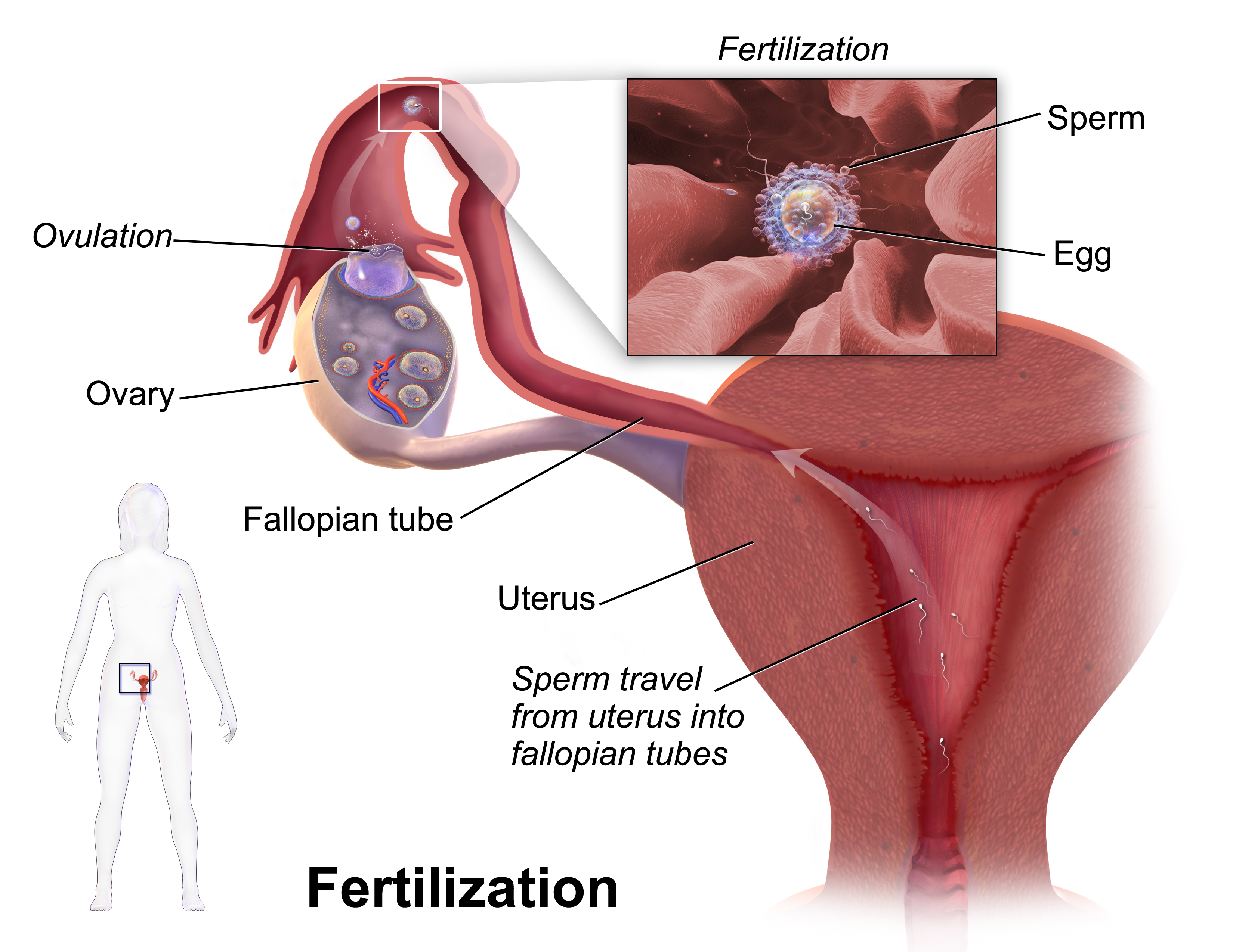 fertilization in the uterus 