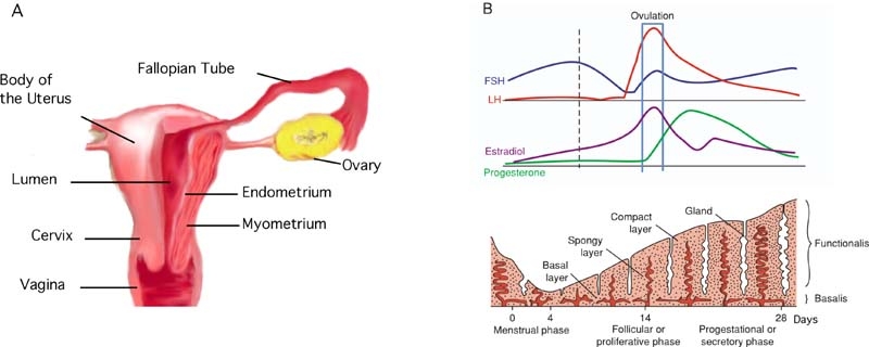 endometrium