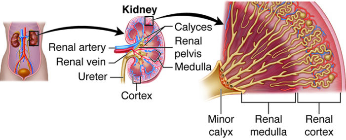 renal anatomy