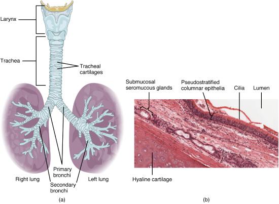 bronchospasm