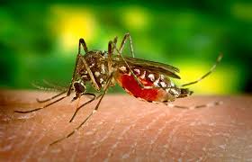 malaria mosquito