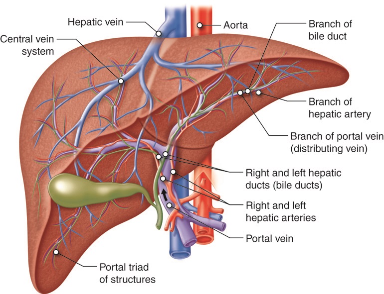 liver in the body