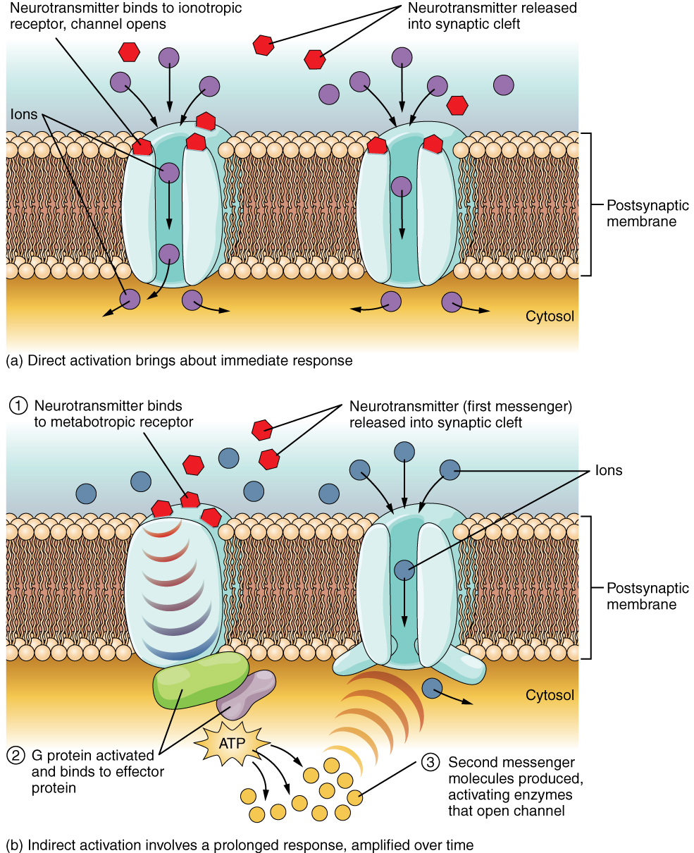 serotonin receptors