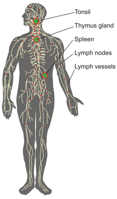 Immune system