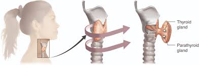 thyroid on woman