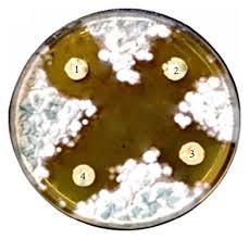 fungi on a petri dish