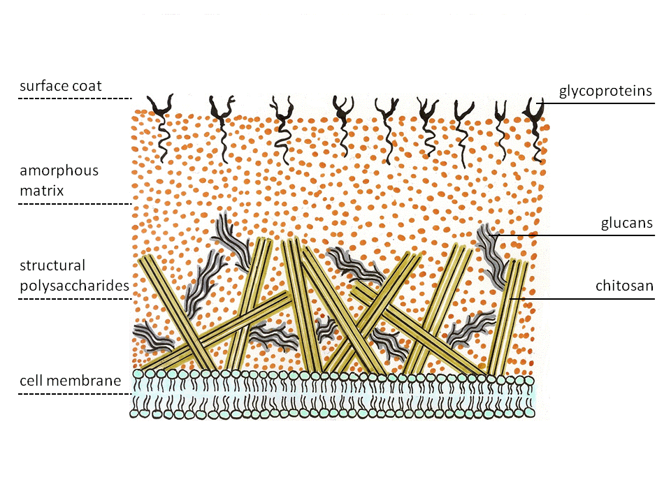 cell structure of fungi