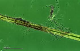 Trichophyton species