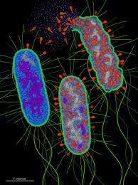 bacteria under contrast