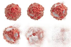 cell death cycle