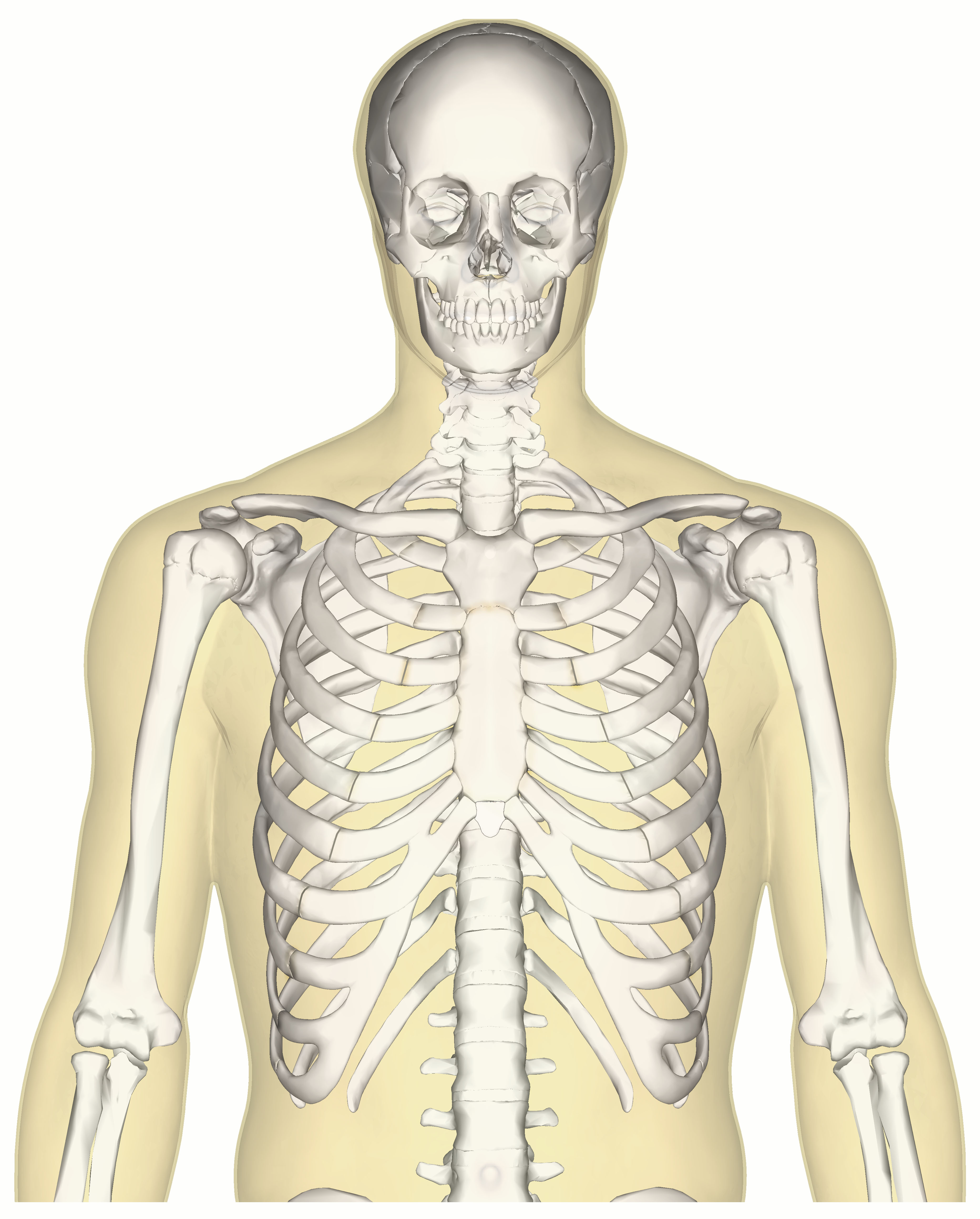 skeletal system