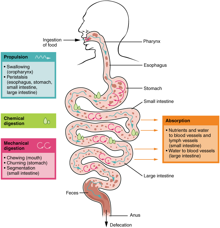 human digestive system