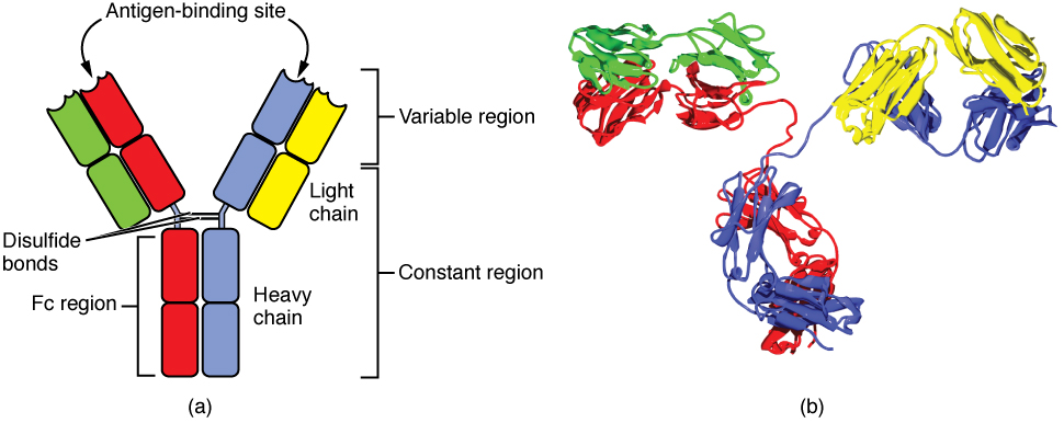 antibodies