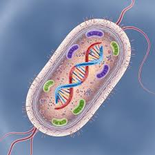 cell wall of bacteria