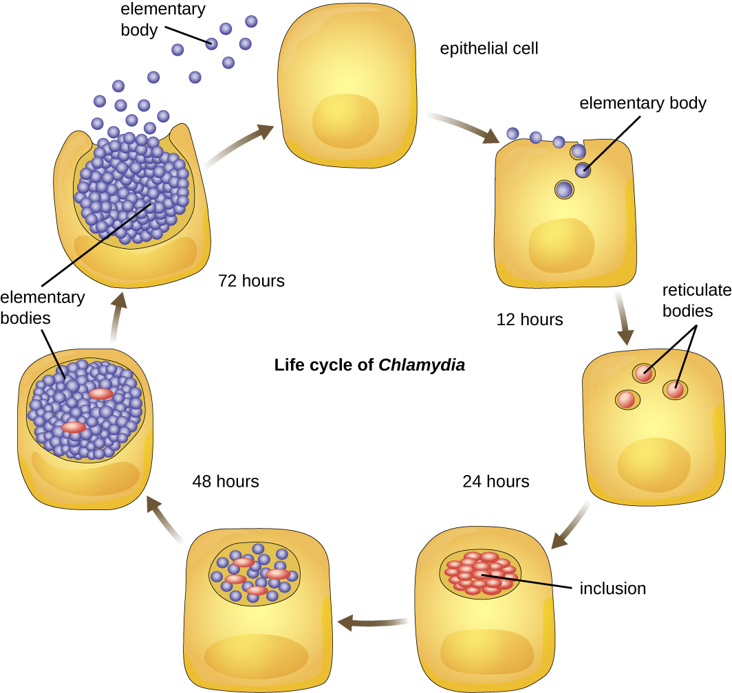 Chlamydia life cycle