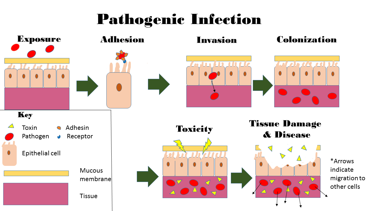 phatogenic infection