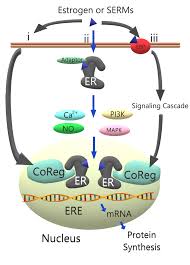 estrogen in the body