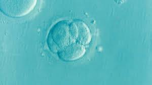 embryo on petri dish