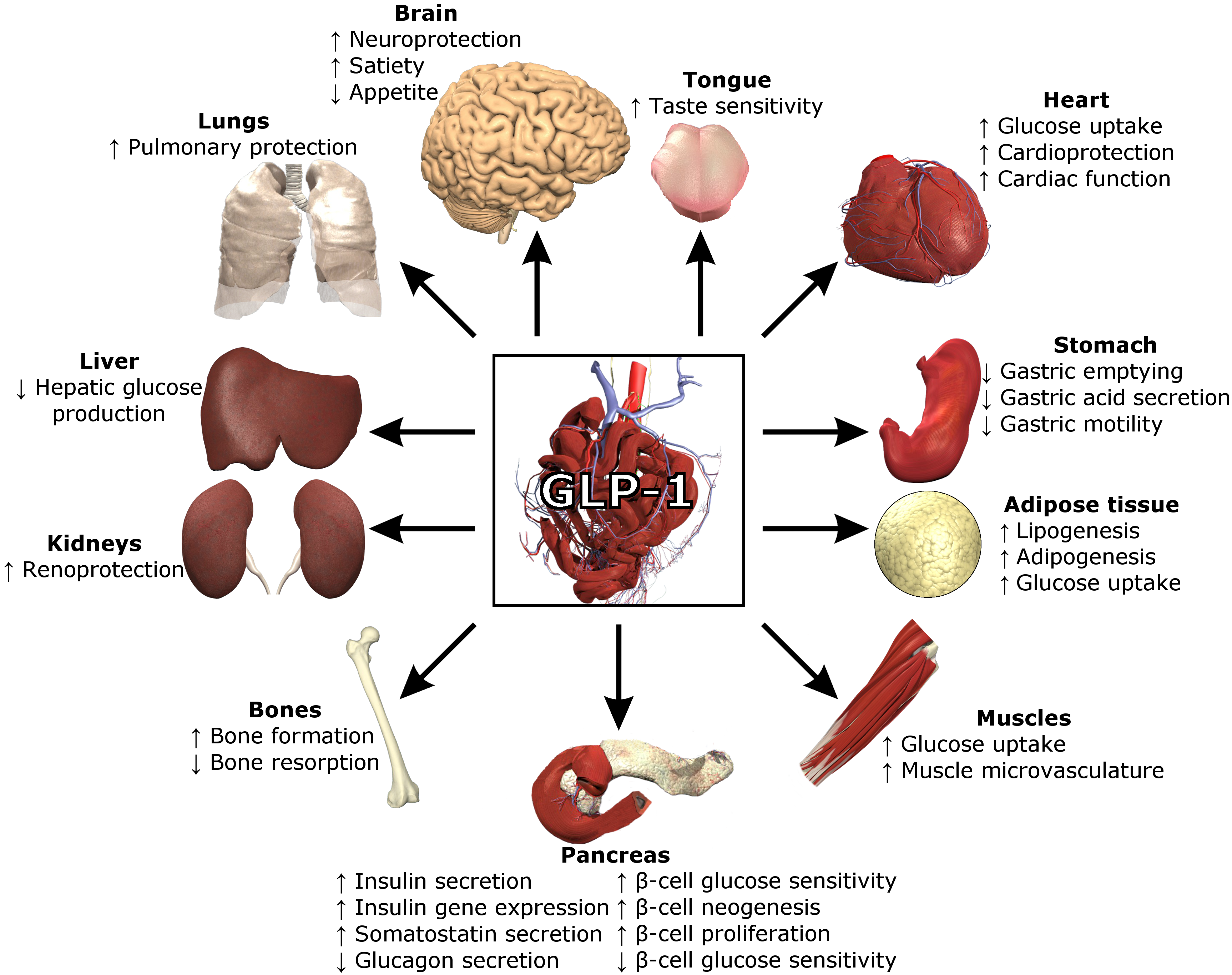 GLP-1 receptors function