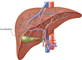 gallbladder